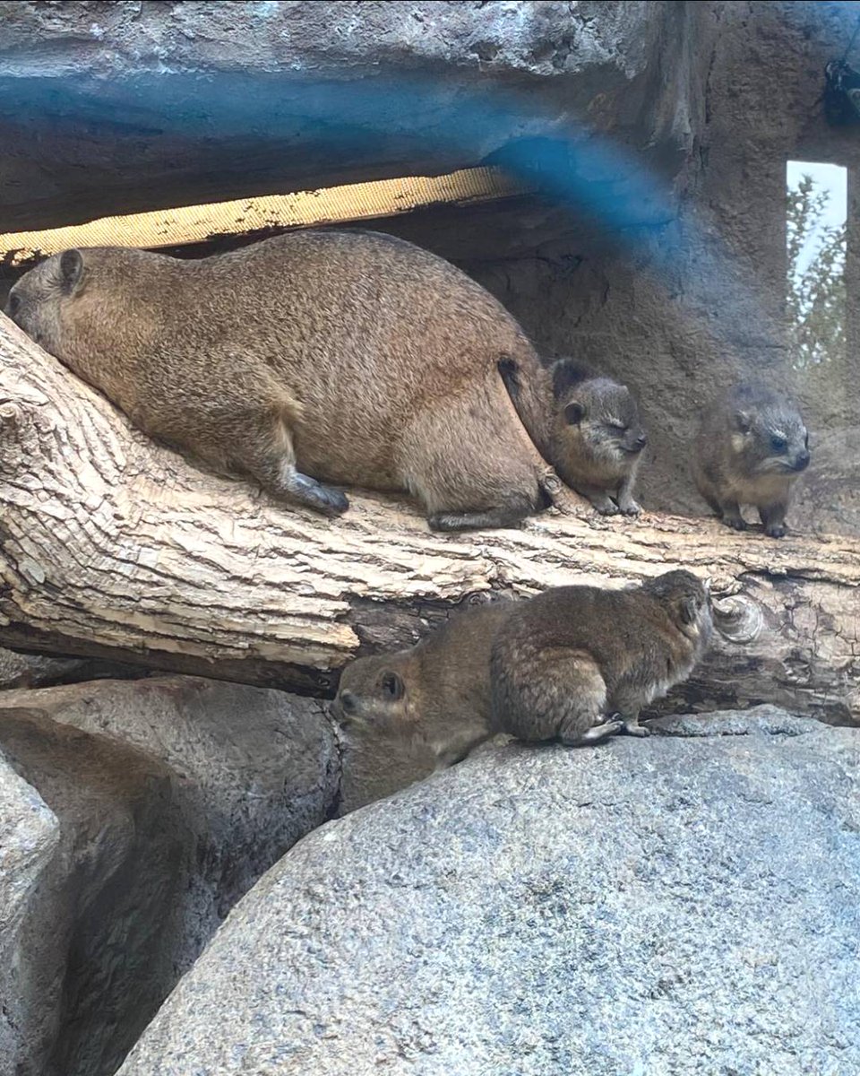 calgaryzoo's tweet image. We have spud-tacular news to share! 👏
On Monday, July 14, first-time rock hyrax mom ‘Kikami’ successfully gave birth to one healthy pup, and the next day, second-time mom ‘Oshana’ successfully delivered three more. All four pups were sired by ‘Kenickie’ (pictured).
#YourZooYYC