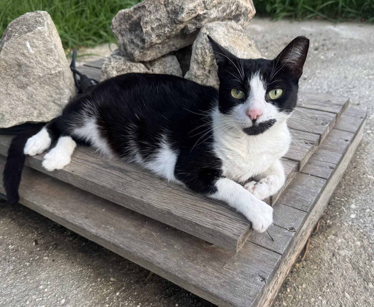 JamesTitcombe's tweet image. The Titcombe’s are happy with the apartment in Kefalonia - it has resident 🐈⬛ 🐈⬛ 😊