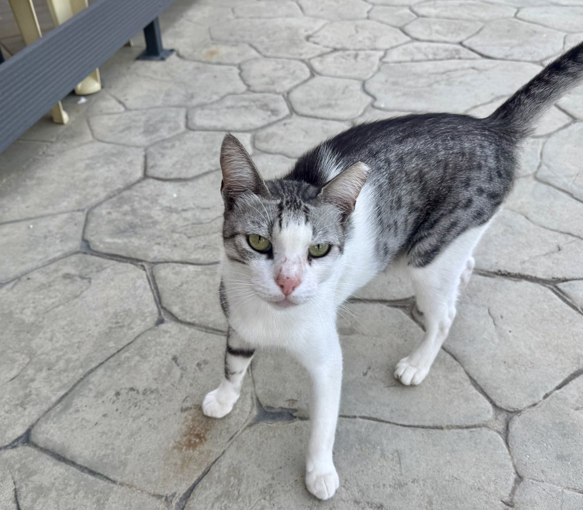 JamesTitcombe's tweet image. The Titcombe’s are happy with the apartment in Kefalonia - it has resident 🐈⬛ 🐈⬛ 😊