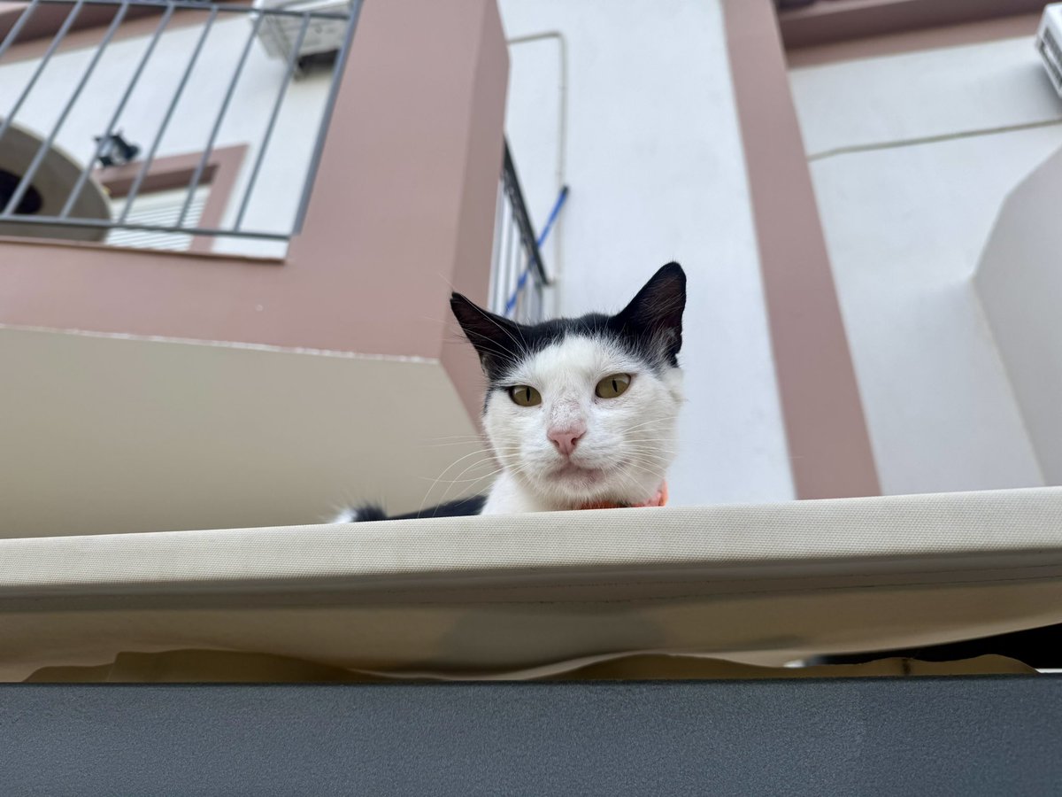 JamesTitcombe's tweet image. The Titcombe’s are happy with the apartment in Kefalonia - it has resident 🐈⬛ 🐈⬛ 😊
