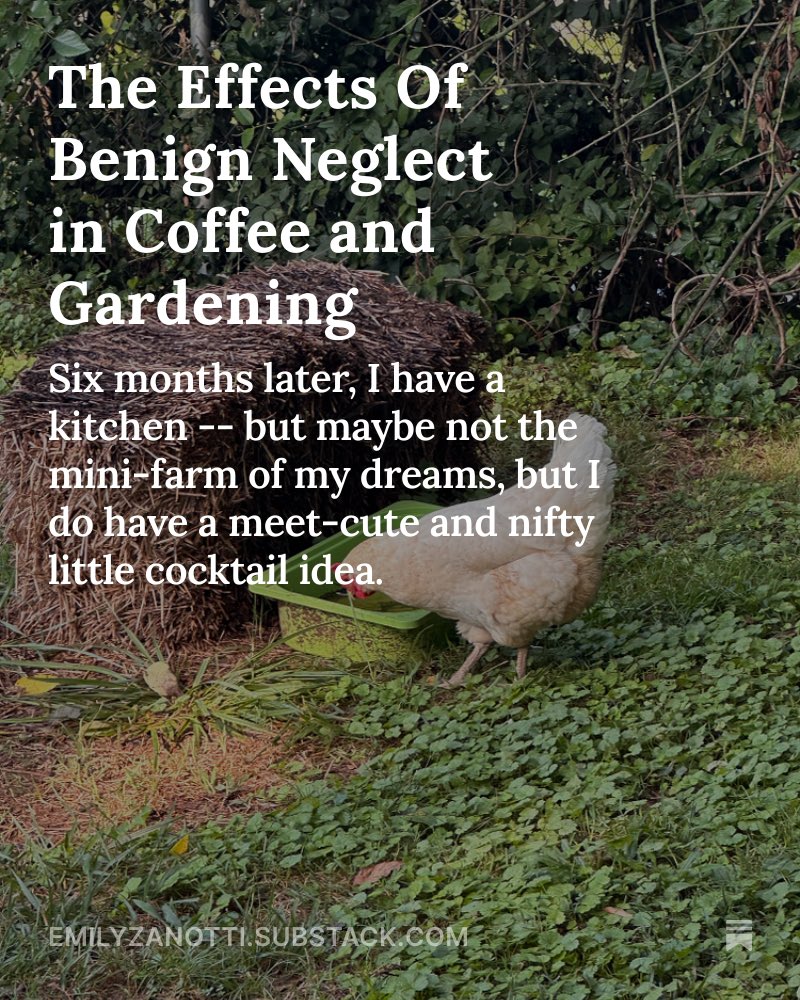 emzanotti's tweet image. Today’s Stack features the story of how I met @jdskyles and why it means we’ll always have a coffee maker (and there’s a cucumber cocktail recipe).
LINK IN BIO
