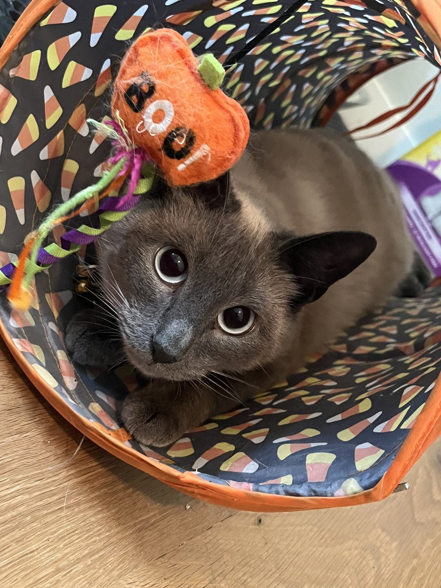 totallykial's tweet image. she loves The Tube