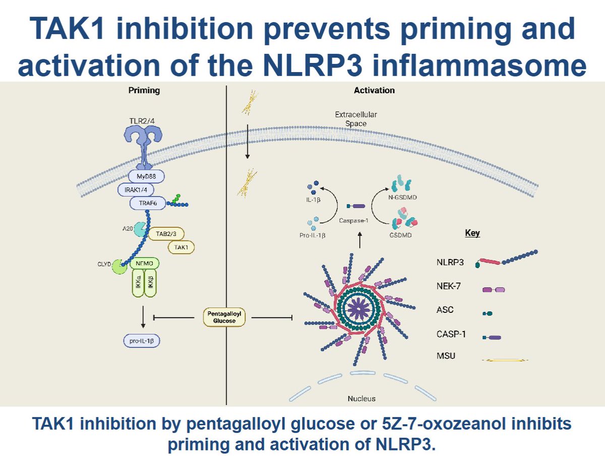 AJPCellPhys's tweet image. We have a great new #ArticleinPress this time from @WSUPharmacy! Pentagalloyl glucose inhibits monosodium urate-induced #inflammation and NLRP3 inflammasome formation via TAK1 (Paul M Panipinto et al.):

ow.ly/coZZ50WsFJI