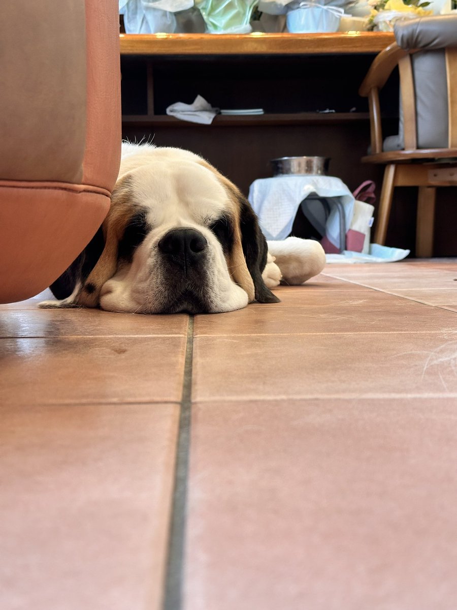 やっぱりｲｯﾇからしか得られないものあるよな🐶全ての生き物幸せであってくれ