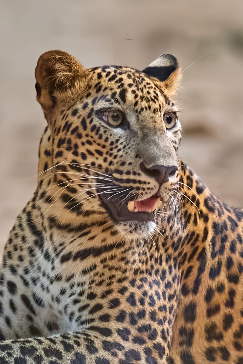 bownaankamal's tweet image. Keshara – The beauty 🐆 | Wilpattu | Srilanka
A unique fact about the Sri Lankan leopard (Panthera pardus kotiya) is that it is the top predator in Sri Lanka, as there are no other large carnivores like lions or tigers on the island. This makes the Sri Lankan leopard an apex…