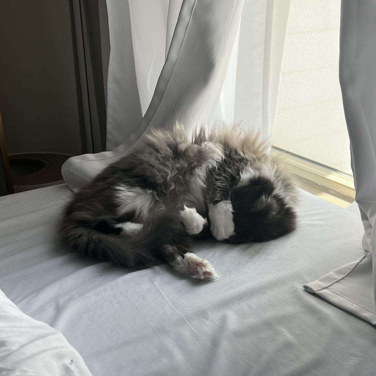 abbyaims's tweet image. If you’re having a bad day here’s a pic of poppy covering her eyes when she sleeps cause the sun is too bright