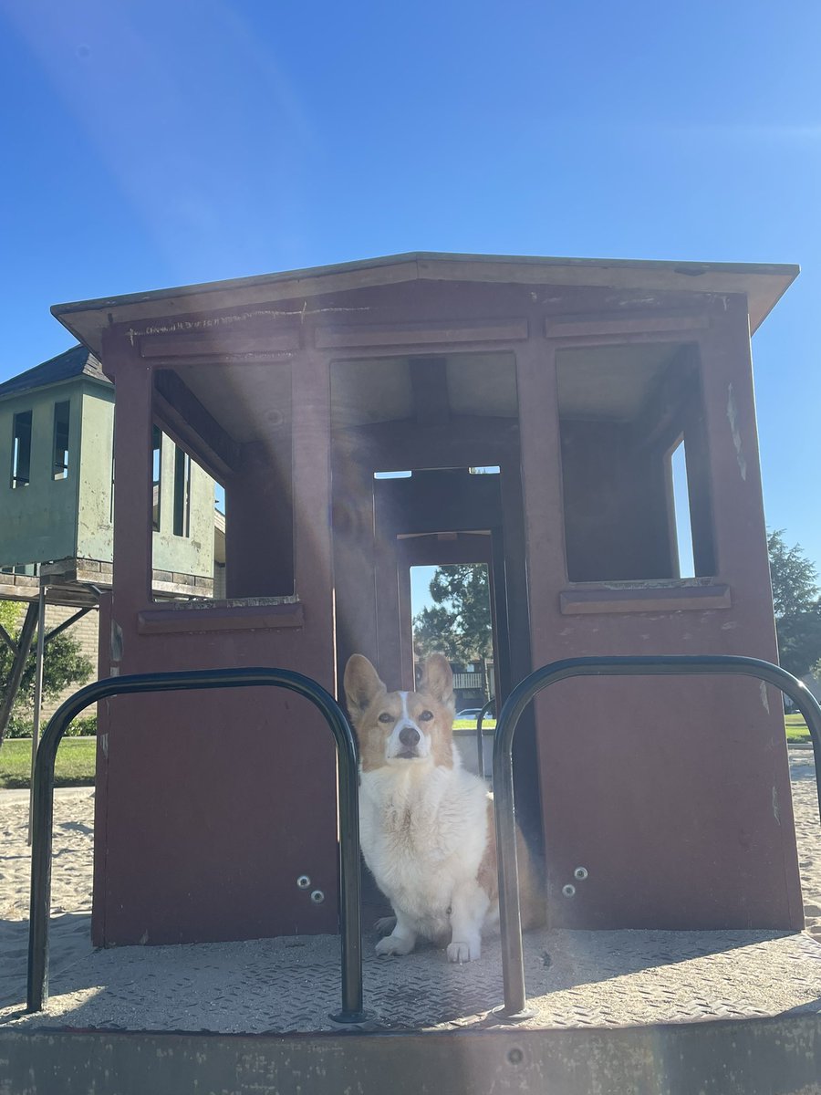 AnaTheCorgi's tweet image. Aye!!!
#corgicrew