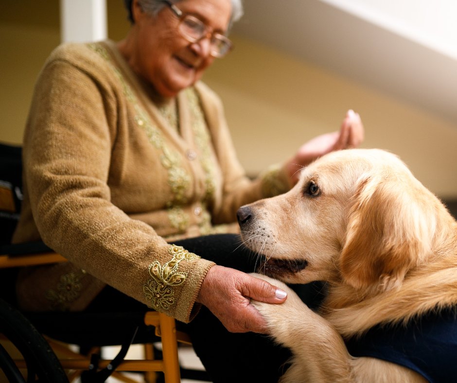 TexasNeurology's tweet image. #TherapyDogs offer real benefits for neurological & memory conditions. Could a furry companion help you? Check out this @BrainandLifeMag article to learn more: bit.ly/3GFhujE