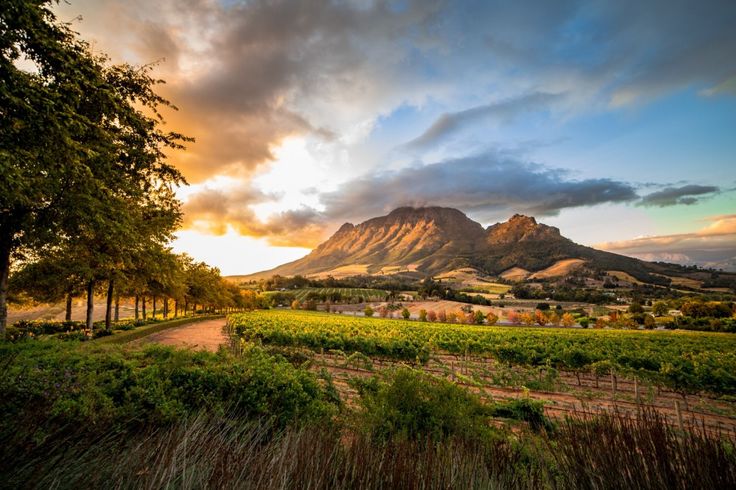 The kind of view that makes your heart whisper, “stay.” 
Stellenbosch, South Africa