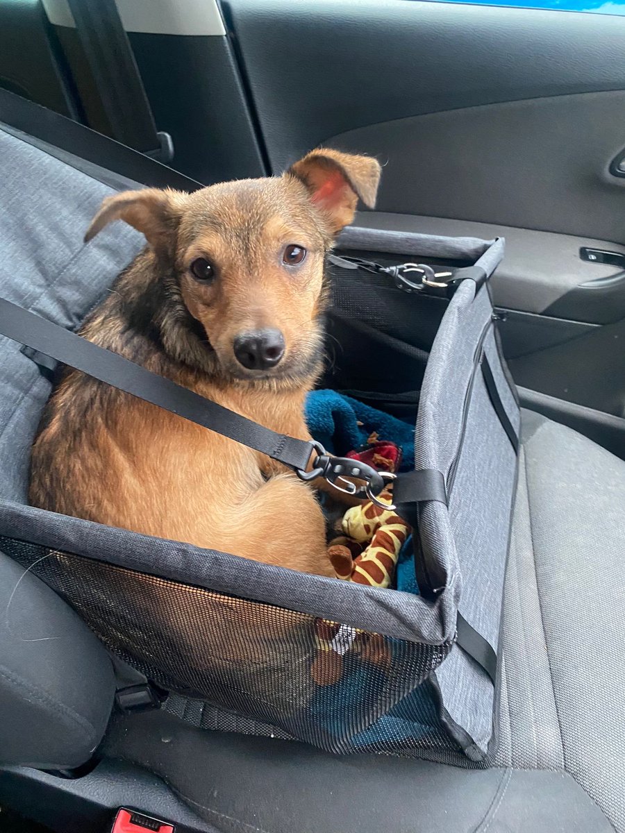 🆘22 JULY 2025 #Lost Elvin #ScanMe
YOUNG NERVOUS RESCUE Terrier Cross Male
Hallow nr the cafe #Worcester #Worcestershire #WR2
doglost.co.uk/dog/199227
