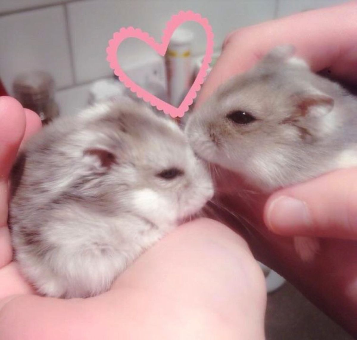 hamster (@hamsterie) on Twitter photo 