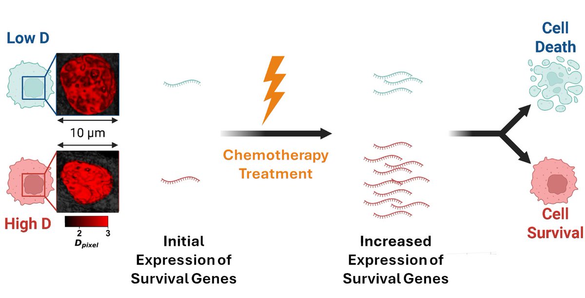 PhysGenCenter's tweet image. Out today in PNAS: "Leveraging chromatin packing domains to target chemoevasion in vivo"
On the role of chromatin in cellular adaptation to cytotoxic stress, and a framework for enhancing cancer therapies with broad potential across multiple cancers.
pnas.org/doi/10.1073/pn…