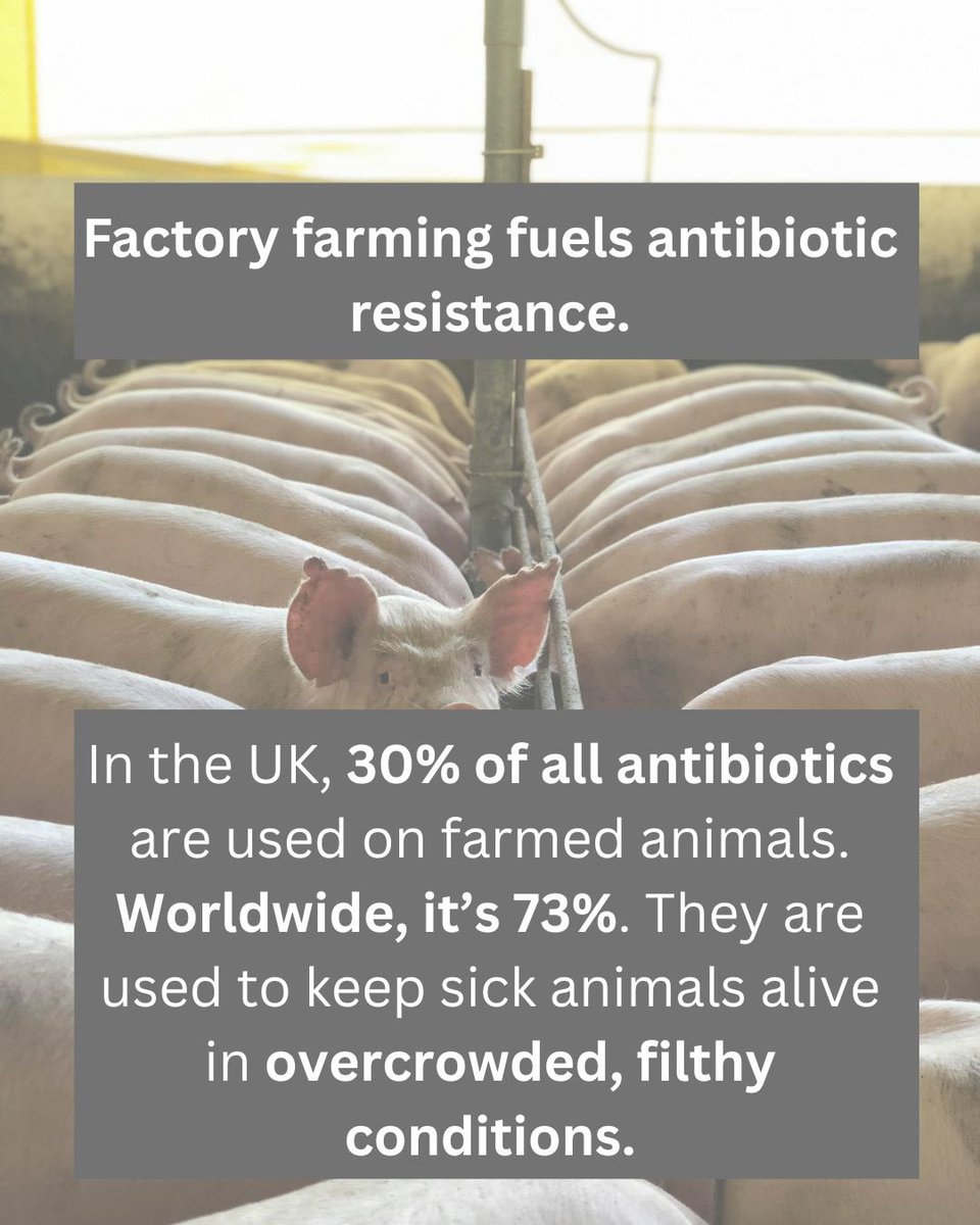 ScrapFactoryFarming tweet media