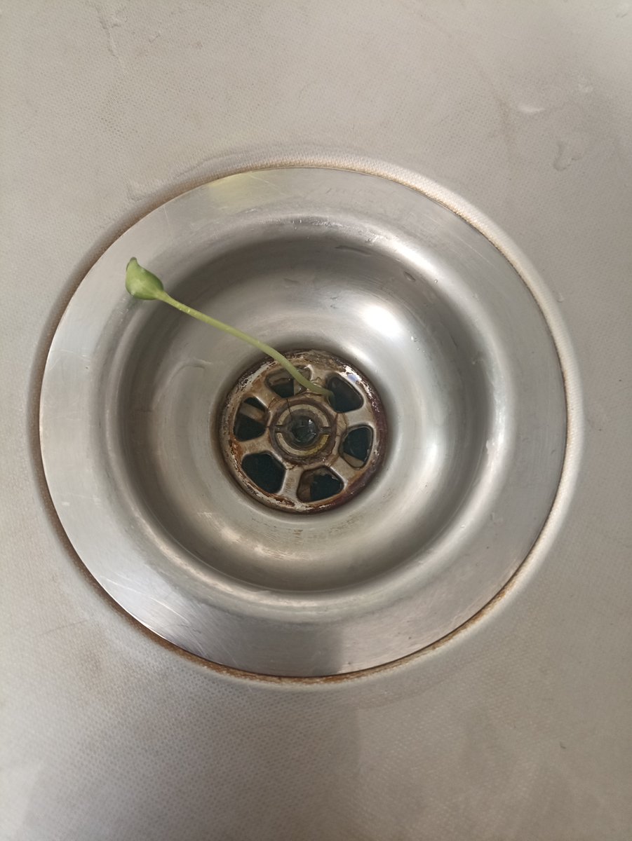 cell__ophane's tweet photo. un truc a poussé dans mon évier pdt que j'étais partie, je vais le faire pousser pour voir ce que c'est https://t.co/we9gp60uf5