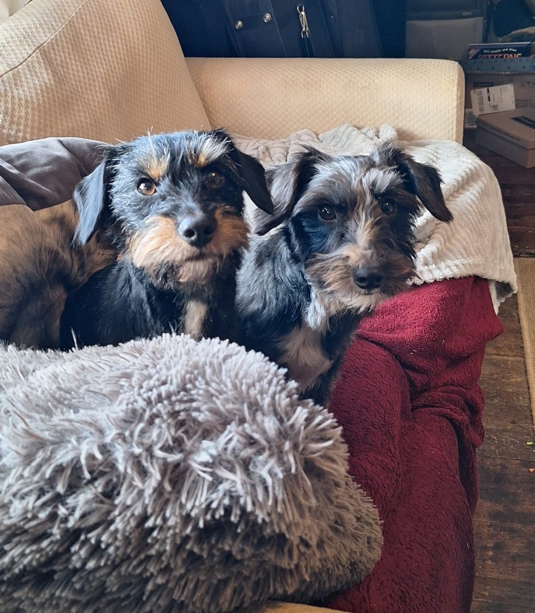 ‼️Urgent Foster Home Needed for 2 Small Dogs‼️

With so many heartbreaking stories , it’s easy to become desensitised to the struggles people face

But at MADRA, we know that behind every dog in need there’s  a human story like homelessness, domestic abuse, mental health etc 1/7