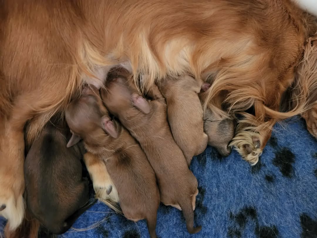 Babies puppies 💙📸