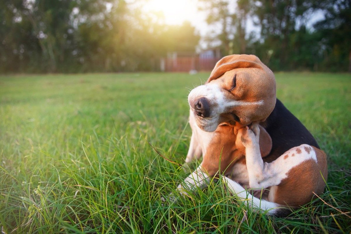 RoanokeStarNews's tweet image. Summer weather can make you feel hot and sweaty, but for your dog, this season can be when allergies start to flare, resulting in hot spots. The veterinary term for hot spots is “pyotraumatic dermatitis.” Hot spots tend... f.mtr.cool/nncolssdry