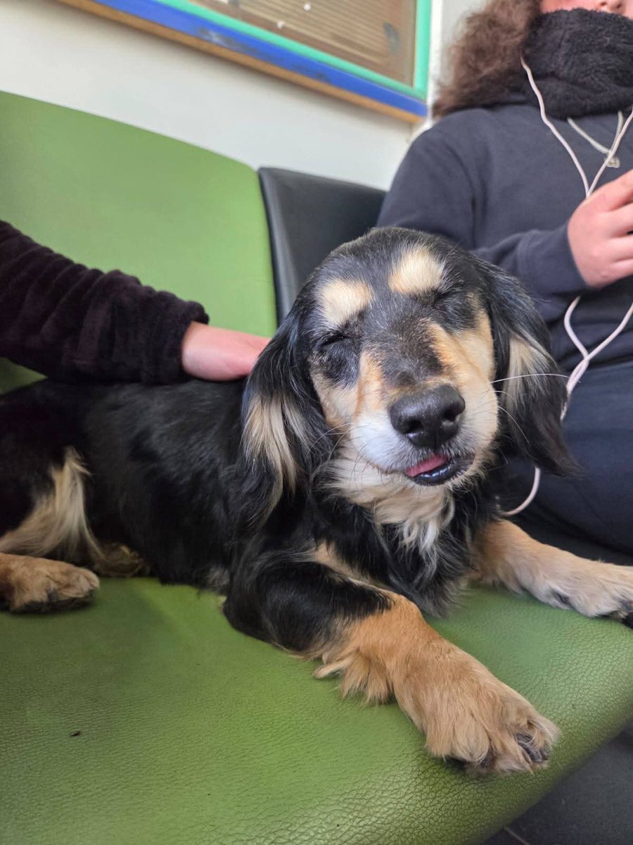 eltuitdemarsh's tweet image. Esta perrita lleva unos días en el Cesfam de Calera de tango. Es viejita y muy cariñosa. Buscan a sus dueños o un hogar definitivo. Está durmiendo a la intemperie. Si deseas darle un hogar, comunícate al +56982736133. Favor RT!
#CaleraDeTango