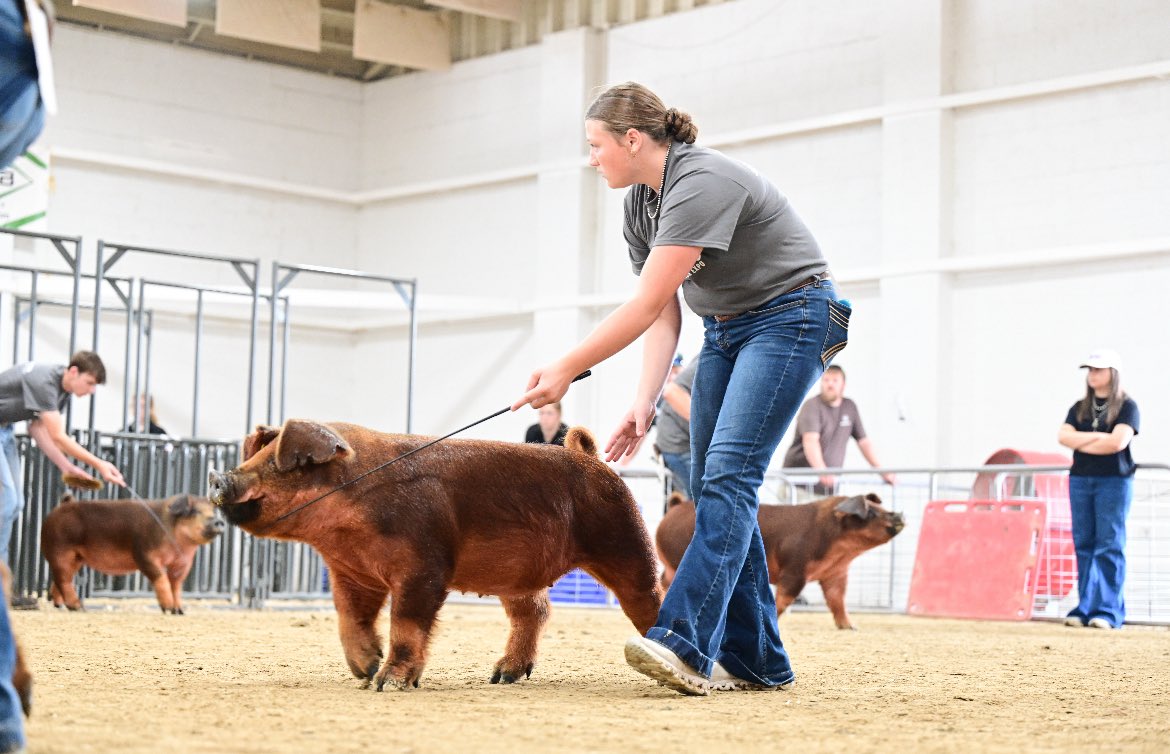 Best week of the summer for our favorite 4-Hers. JV league tonight, varsity breakdown tournament at MSU Thursday. 
Good luck to:
Tori (sheep)
Grace (dairy and horse)
Kylin (swine)
Ivy (sheep)

Get out and support these girls in the ring and support the great Faribault County