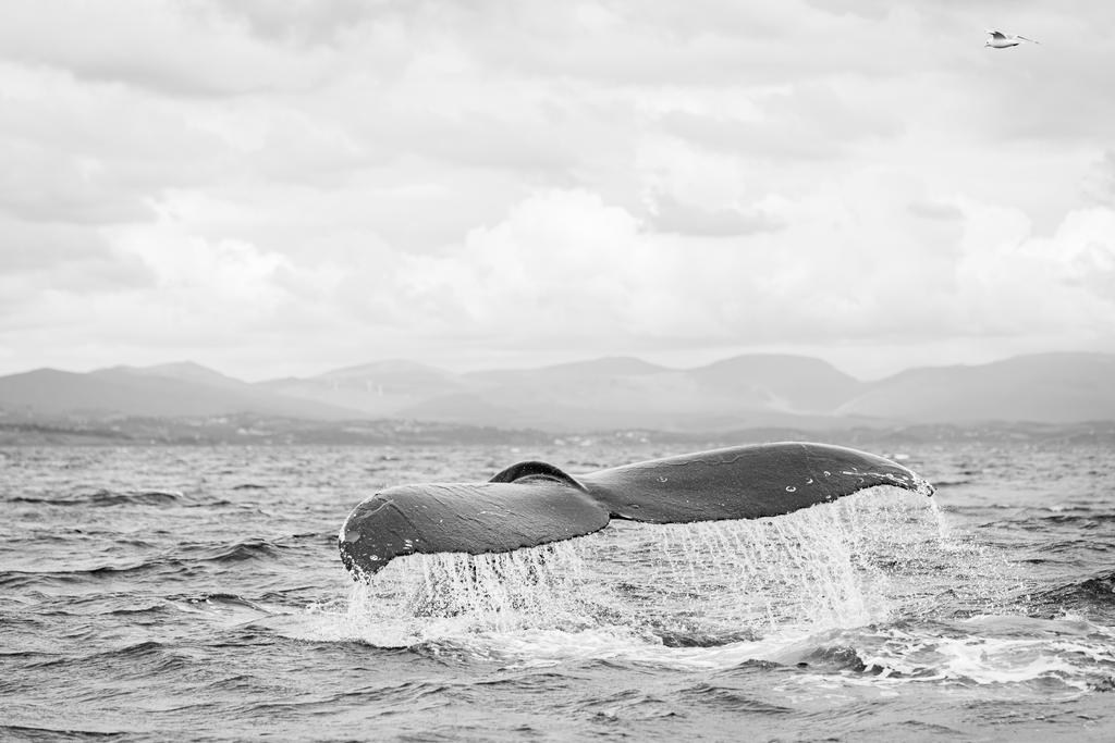 dunbar44's tweet image. A incredible weekend Whale watching in Donegal. 1 orca , 4 humpacks, lost count of minkes and dolphins! Such a privilege!