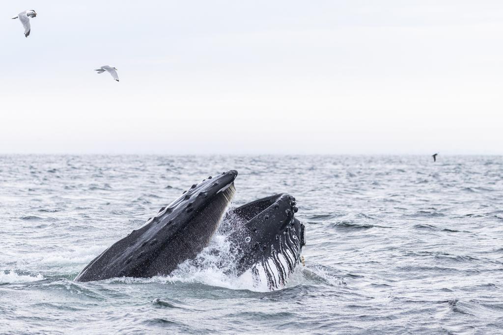 dunbar44's tweet image. A incredible weekend Whale watching in Donegal. 1 orca , 4 humpacks, lost count of minkes and dolphins! Such a privilege!