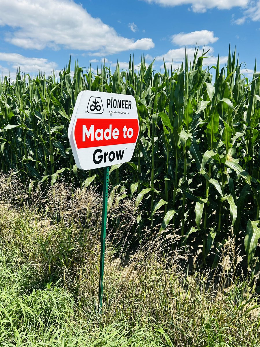 Good looking corn plot <a href="/PioneerSeedsCA/">Pioneer Seeds Canada</a>