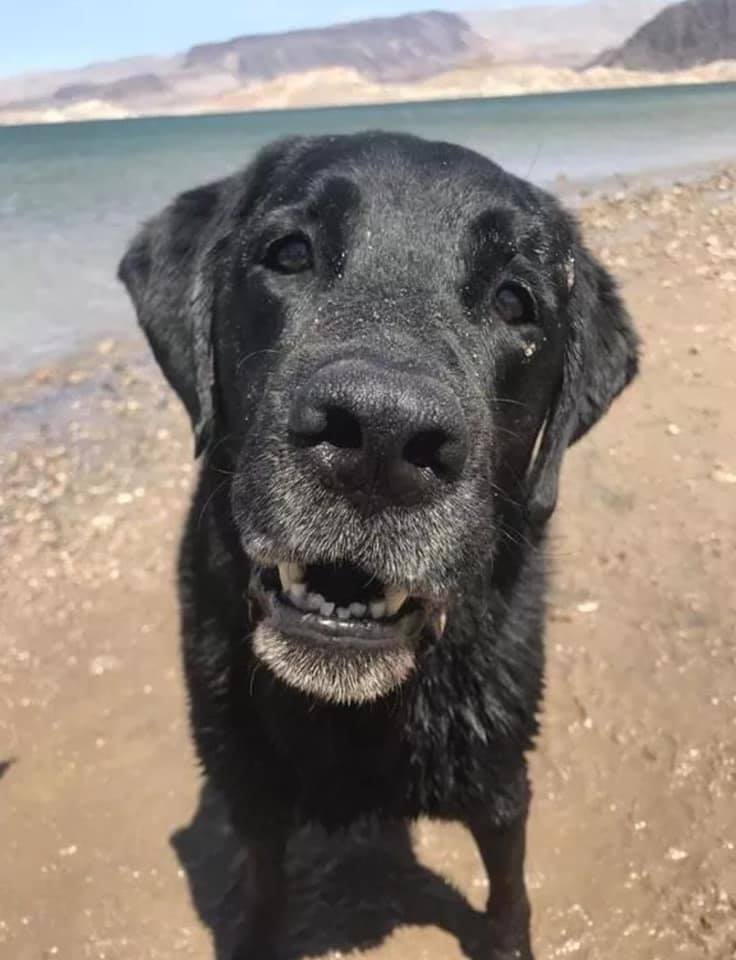 Beyond_theleash's tweet image. Can we get some love for a senior dog?❤️ He's the goodest boy.🥰