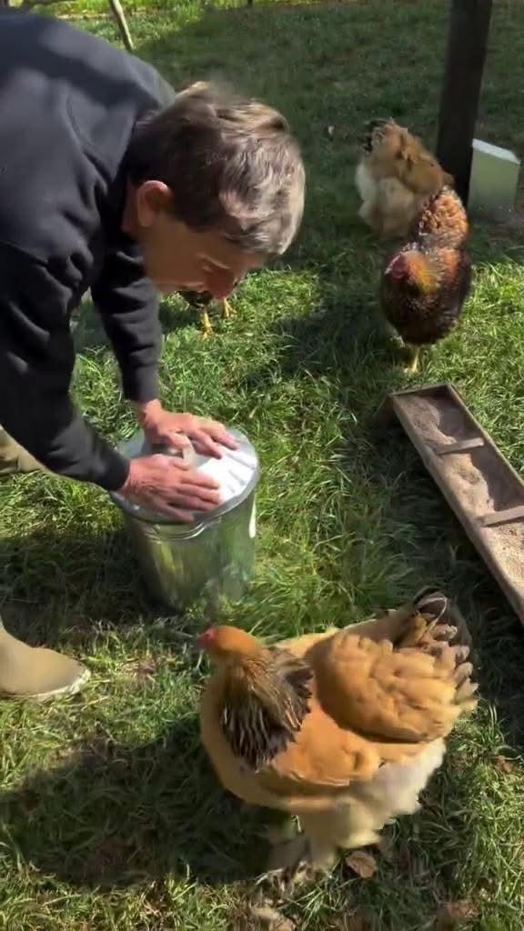 EricTrumpRAW's tweet image. Ellen DeGeneres has confirmed she fled the US after Trump won, admitting she left America following election night.
Now living with her chickens in the UK, she says everything there is better. The people, the animals, the villages.
She is never coming back. Will anyone miss her?