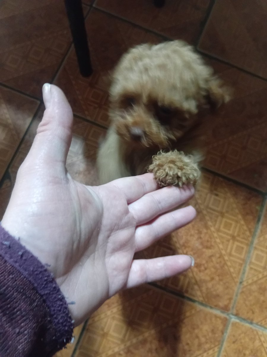 raulo331's tweet image. El regalón de la casa un caballero xd