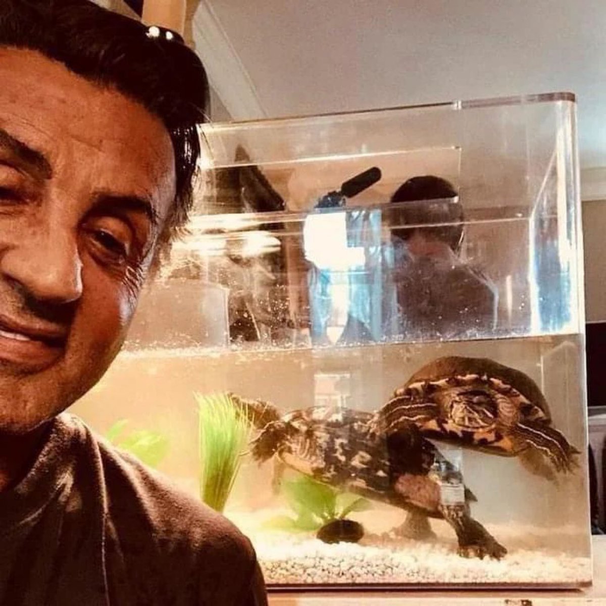 InterestingsAsF's tweet image. Sylvester Stallone still has the turtles from Rocky. They are 49 years old.