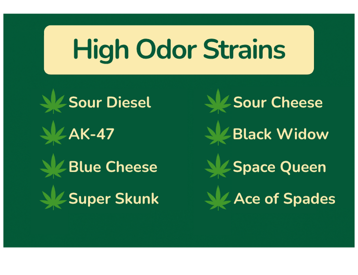 If you're worried about a strong skunky smell from your home grow, it's best to avoid these high-odor strains.