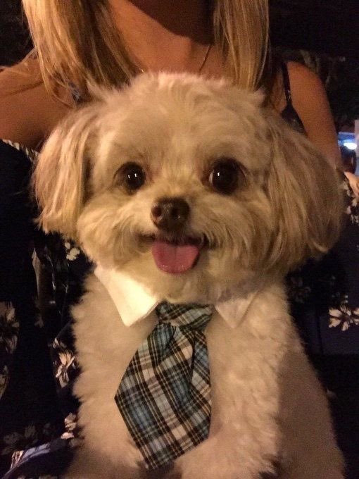 💖 (@twaniimals) on Twitter photo 