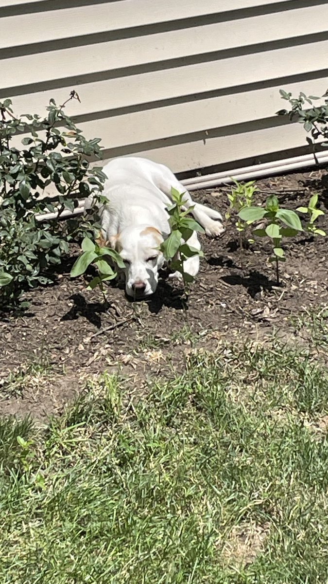 Foolish dad. He planted flowers in a spot that I don’t usually sun myself in. He should know that Beagles often change their minds. The flowers were comfortable…