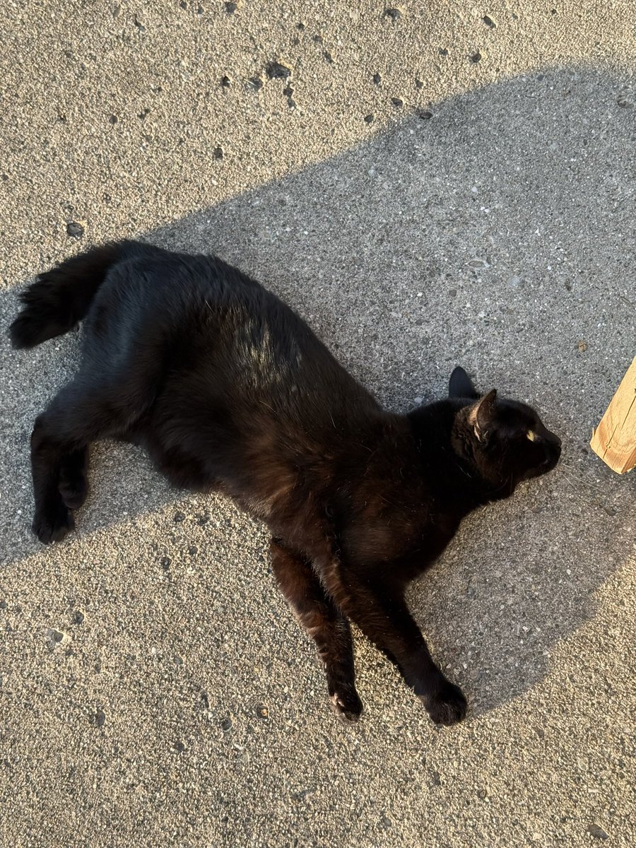 Everyone say hi to Nala