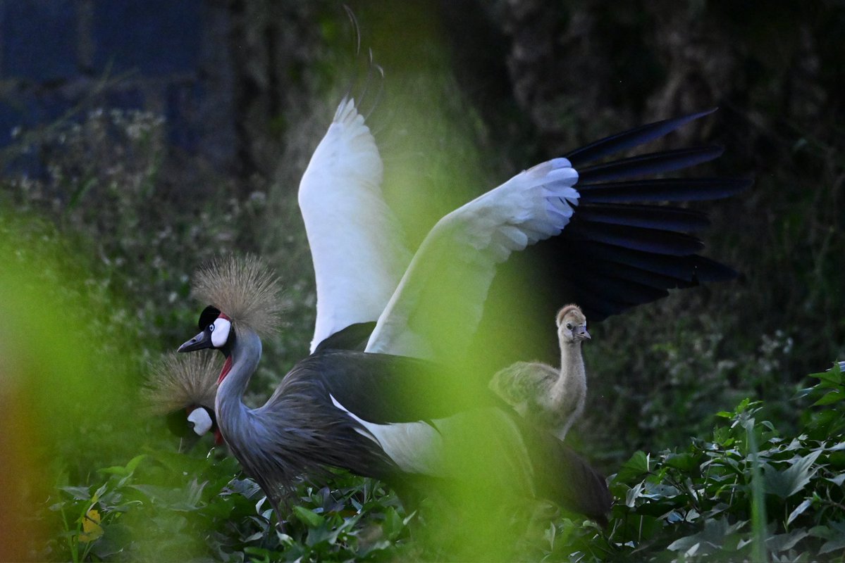 AbuMwesigwa's tweet image. I captured this crested crane family that just welcomed a new member. They were extremely protective ……wouldn’t let me get even an inch closer.