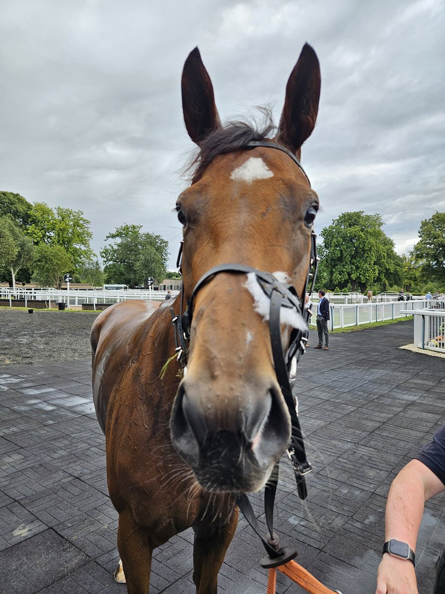 Josh_HW's tweet image. 🟡🟢 Spiritualism & Coolree both back safe and sound. Spirit hated the ground, didn't pick up at all, Tom looked after her. We wont be doing that again! Prob needs 7f now also. Coolree tried his best, got shuffled to last, and so-so on ground. We go again, back in good+ for both