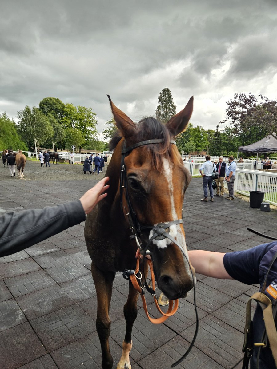 Josh_HW's tweet image. 🟡🟢 Spiritualism & Coolree both back safe and sound. Spirit hated the ground, didn't pick up at all, Tom looked after her. We wont be doing that again! Prob needs 7f now also. Coolree tried his best, got shuffled to last, and so-so on ground. We go again, back in good+ for both