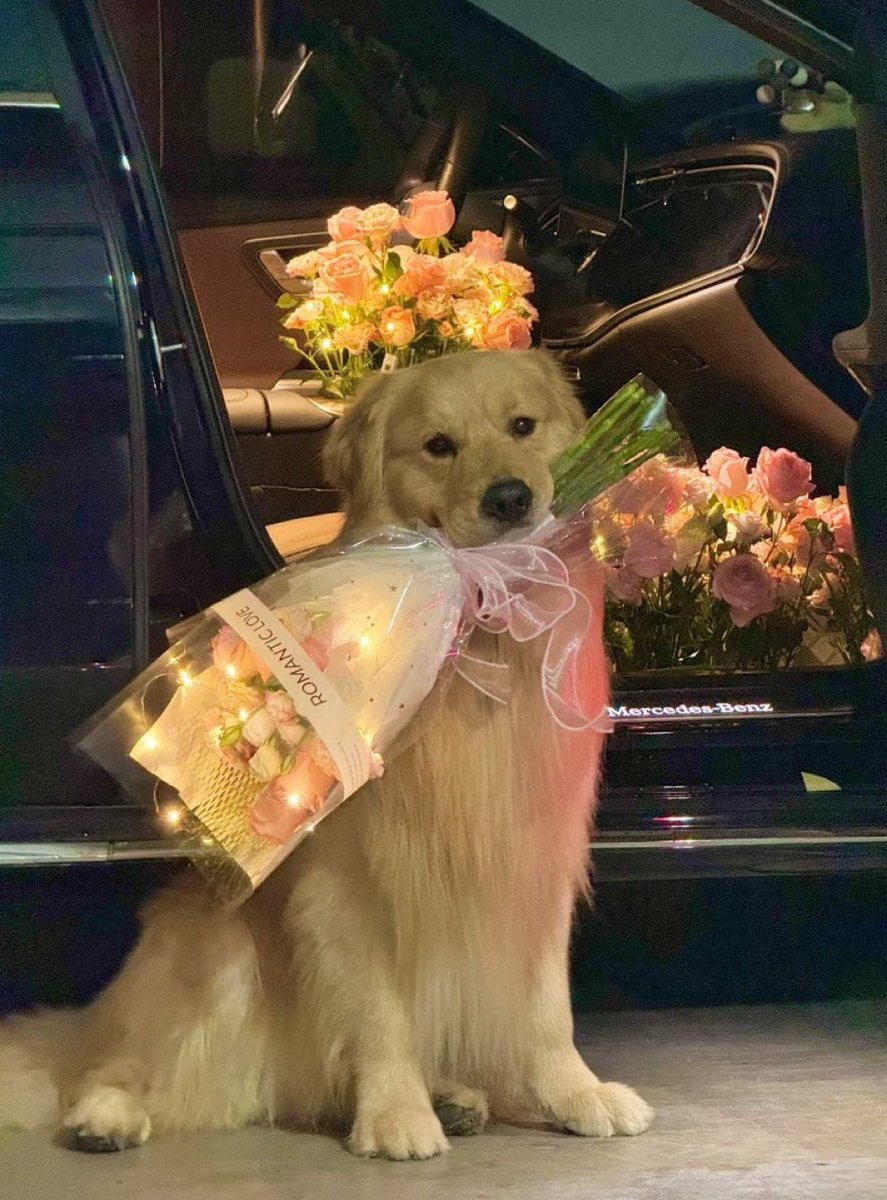out of context dogs (@contextdogs) on Twitter photo 