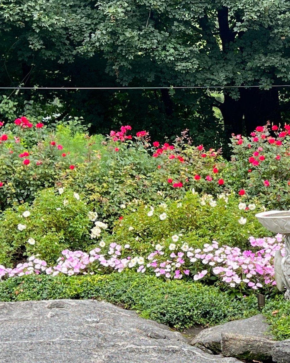 LegardenDesigns's tweet photo. Rose gardens offer a timeless mix of structure and beauty—combining bold color, fragrance, and form. With layered plantings, they can create a sense of depth and season-long interest. 

#RoseGardenDesign #TimelessLandscapes #LayeredPlanting #FragrantGardens #PerennialCompanions https://t.co/JvimwA4hZ8
