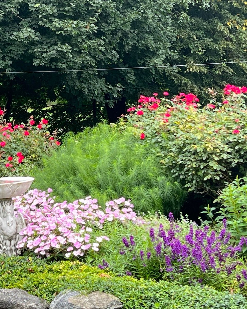 LegardenDesigns's tweet photo. Rose gardens offer a timeless mix of structure and beauty—combining bold color, fragrance, and form. With layered plantings, they can create a sense of depth and season-long interest. 

#RoseGardenDesign #TimelessLandscapes #LayeredPlanting #FragrantGardens #PerennialCompanions https://t.co/JvimwA4hZ8