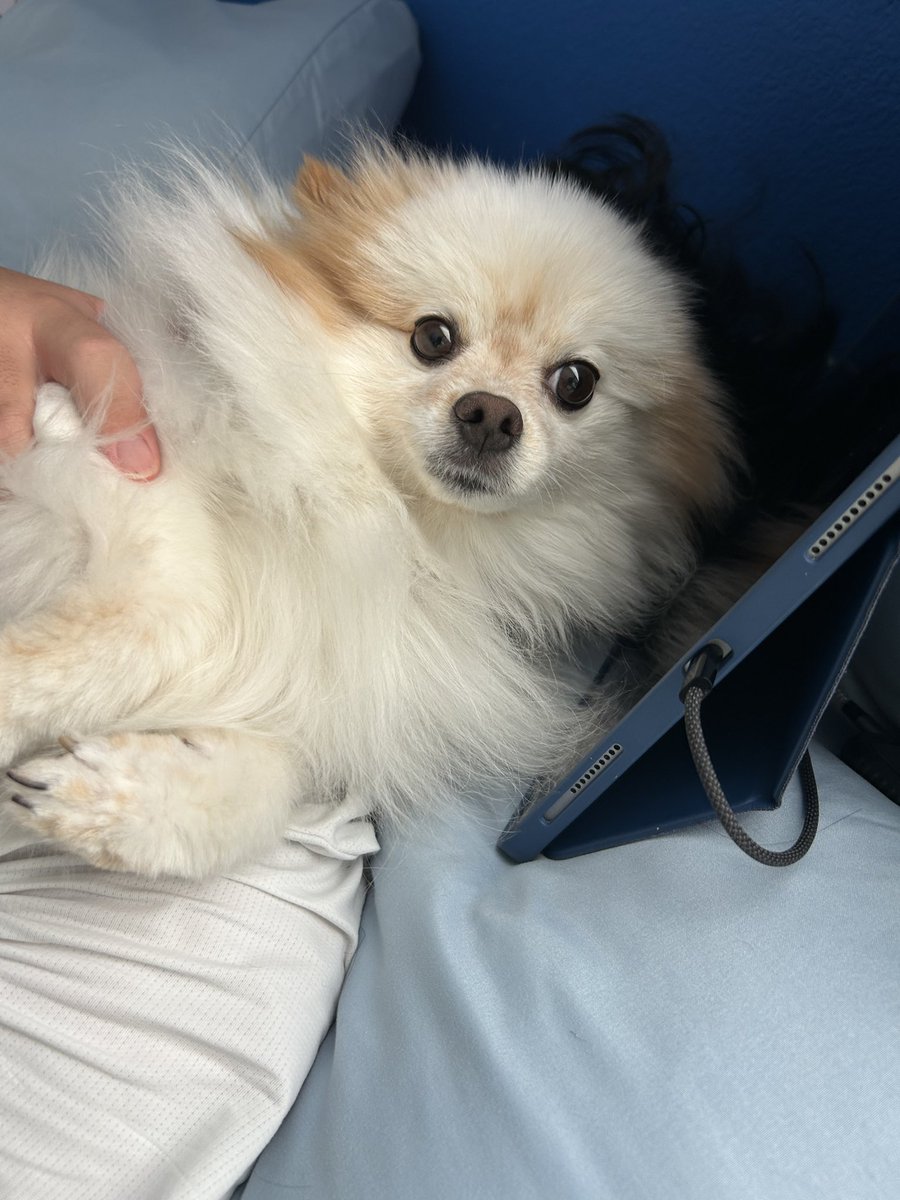 Have you seen my dog