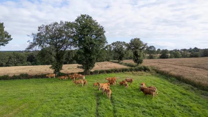 In France, new outbreaks of lumpy skin disease confirmed in cattle; improved compensation measures introduced for State-Ordered depopulation to better support livestock farms
spr.ly/6018fHls2