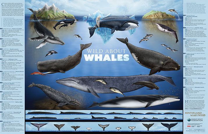 CWF_FCF's tweet image. 🐳 Get to know Canada’s incredible whales! Request your free Wild About Whales poster or download the PDF today.
🖼️ Grab your copy here: bit.ly/4eQ9UPX