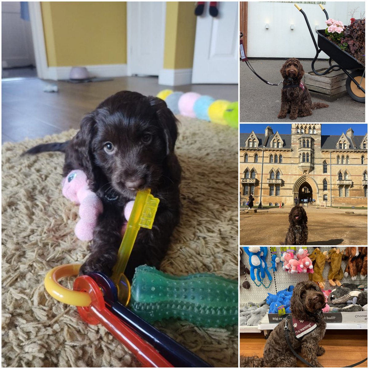 HearingDogs's tweet image. A round of applause for Juno👏
Our clever cockapoo is ready for her next big adventure as a hearing dog after passing her final assessment!
Juno has been an absolute joy to train and we just know she's going to change the life of her deaf partner.
Congratulations Team Juno🐾🥰