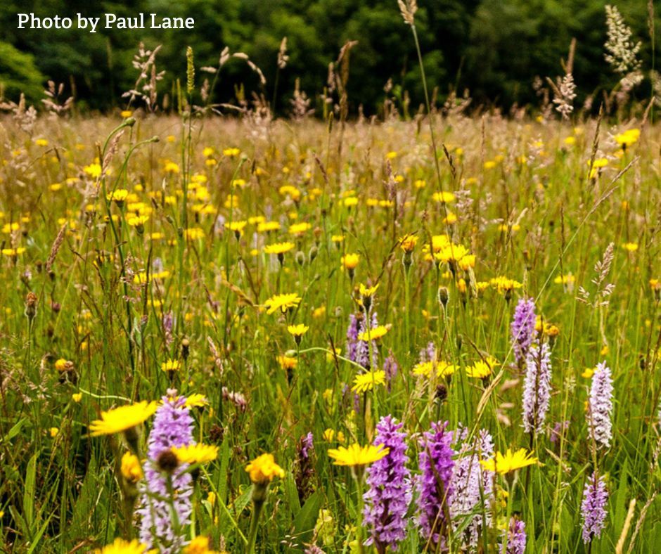 WorcsWT's tweet image. A quick reminder that next week on Tuesday 29 July 10am-2pm we have an exclusive event for members of Worcestershire Wildlife Trust to come along and chat to the membership team. It's also a great opportunity to enjoy the different habitats of this beautiful nature reserve.…