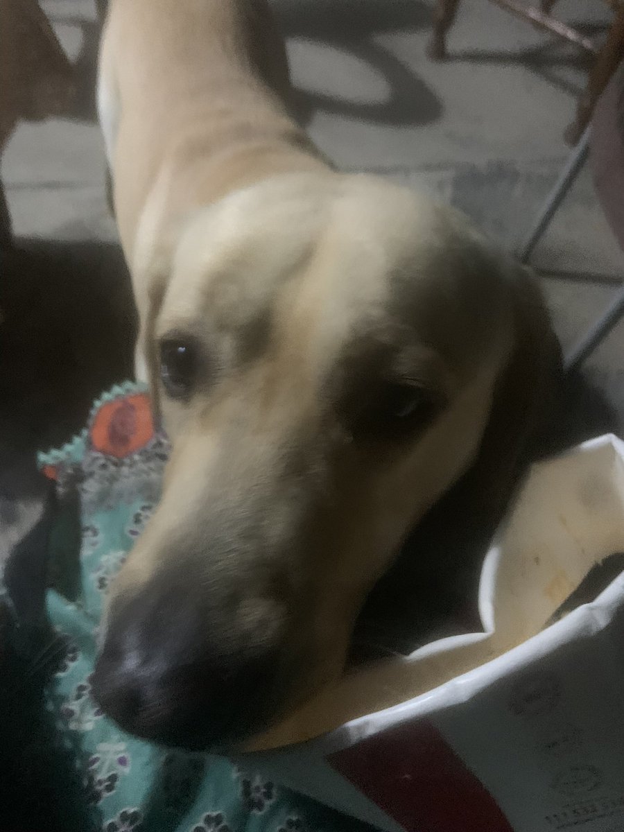 clownoservices's tweet image. dog that was obsessed with me in Pakistan nd would wait for me to wake up to go pee so he could jump on me nd lay his entire body weight on me