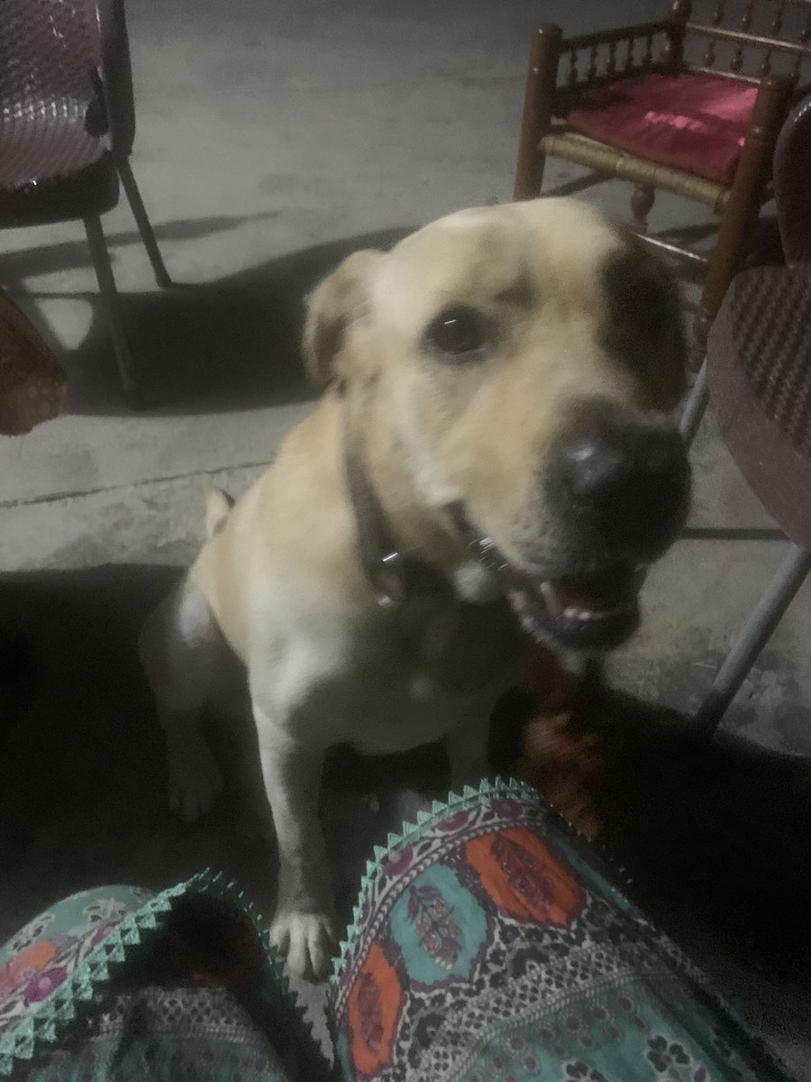 clownoservices's tweet image. dog that was obsessed with me in Pakistan nd would wait for me to wake up to go pee so he could jump on me nd lay his entire body weight on me