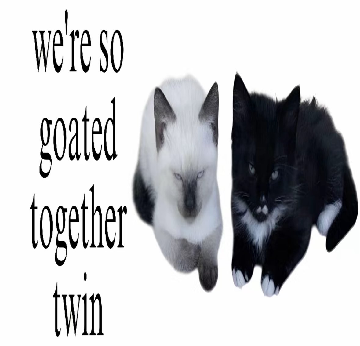 Out Of Context Animals (@animalscontexts) on Twitter photo 