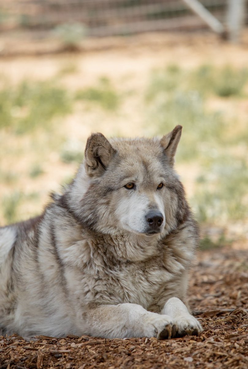 WOLFSanctuaryCO's tweet photo. Tenali’s Tuesday To Do List

✅ Lounge on her “mulch couch” 
✅ Soak up the summer sunshine
✅ Play chase with Zakai 
.
.
.
.
#wolfdog #wolfpack #wolfdogsofinstagram #wolfspirit #NoCo #animalrescue #AnimalRescueMission #animalsanctuary #WOLFSanctuary #ColoradoWolves #Colorado https://t.co/CrRSyWagaZ
