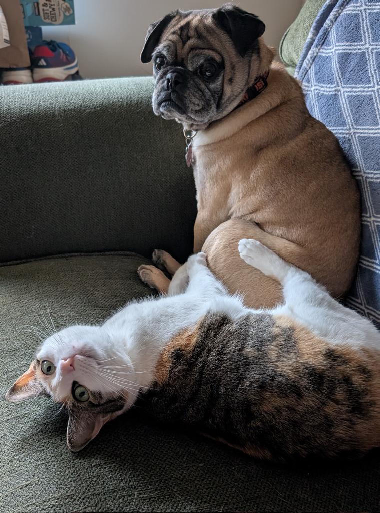 MeekyBlinders's tweet image. my ex and i don’t share custody of our pets but we do let them visit each other because they love each other so much
